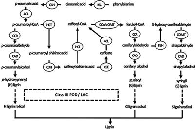 Corrigendum: Reciprocal Interactions between Cadmium-Induced Cell Wall Responses and Oxidative Stress in Plants